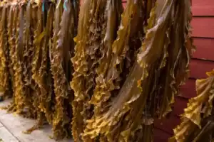 Alga kombu secando en un secadero de algas.