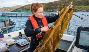 En la cubierta de un pequeño barco de trabajo, una científica marina irlandesa (una mujer de unos 30 años con pelo rojo, con drysuit y chaleco salvavidas de alta visibilidad) examina una larga fronda cosechada de Saccharina latissima.