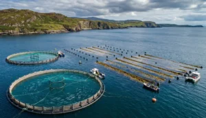 En el agua azul profundo, puedes ver la infraestructura flotante: las jaulas circulares de red para salmón en primer plano y, a unos 200 metros de distancia, las largas líneas horizontales de boyas negras que sostienen la granja de algas azucaradas (Saccharina latissima). Pequeños barcos de trabajo operan cerca de ambas instalaciones, demostrando la coexistencia de las dos culturas. Esta toma captura la escala de la "economía circular" bajo el agua.