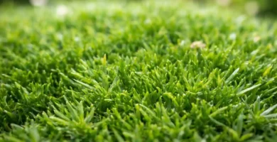 Musgo marino irlandés.