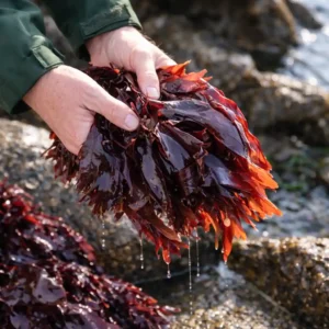 Hombre recolectando alga dulse.