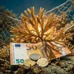 Imagen de dinero mezclado con algas inavasoras y redes de pesca.