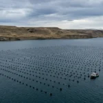 Esta imagen captura la inmensidad y el aislamiento de la bahía de San Julián. Muestra miles de boyas negras flotando en una cuadrícula precisa, marcando las líneas de cultivo sumergidas. Al fondo, la estepa desértica y ventosa de Santa Cruz bajo un cielo plomizo. La pequeña lancha de investigación resalta la escala del proyecto humano en este vasto paisaje prístino.