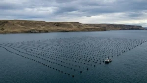 Por Qué el Cultivo de Algas en la Patagonia es el Futuro Sostenible de Argentina