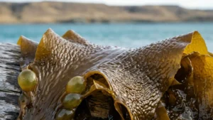 Primer plano macro extremo enfocado exclusivamente en la textura compleja de una fronda fresca, mojada y glisteneante de Macrocystis pyrifera. La superficie es lisa y rica en color dorado-marrón, goteando agua fría de mar patagónica. Se magnifican las intrincadas y gomosas rugosidades de la hoja, mostrando patrones diminutos. Prominentemente figuran los pequeños pneumatocistos translúcidos en la base de la hoja, que tienen un tono amarillento-verdoso.